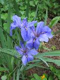 Virginica Iris / Iris virginica